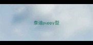 泰迪puppy型