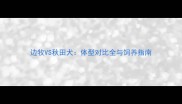 边牧VS秋田犬体型对比全与饲养指南