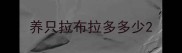养只拉布拉多多少