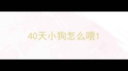 40天小狗怎么喂