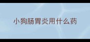 小狗肠胃炎用什么药