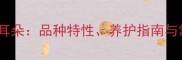 拉布拉多犬大耳朵品种特性养护指南与常见健康隐患