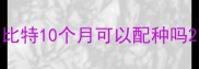 比特10个月可以配种吗