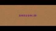 宠物美容宠物口罩