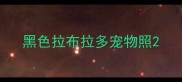 黑色拉布拉多宠物照