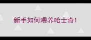 新手如何喂养哈士奇