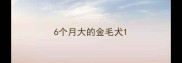 6个月大的金毛犬
