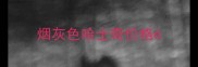 烟灰色哈士奇价格6