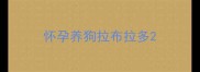 怀孕养狗拉布拉多