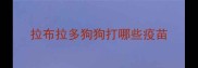 拉布拉多狗狗打哪些疫苗