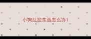 小狗乱拉东西怎么办