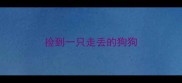 捡到一只走丢的狗狗
