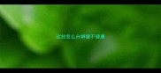 边牧怎么分辨健不健康