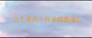 三个多月一斤半的泰迪