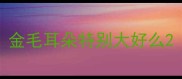 金毛耳朵特别大好么