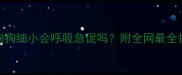 救命狗狗细小会呼吸急促吗附全网最全护理指南