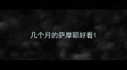 几个月的萨摩耶好看