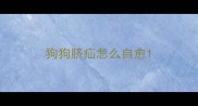 狗狗脐疝怎么自愈
