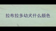拉布拉多幼犬什么颜色