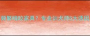 拉布拉多犬为何频繁啃咬家具专业训犬师5大诱因及科学纠正方案