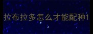 拉布拉多怎么才能配种