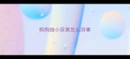 狗狗细小尿黄怎么回事