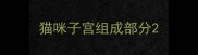 猫咪子宫组成部分
