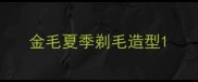 金毛夏季剃毛造型