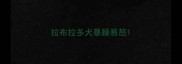 拉布拉多犬暴躁易怒