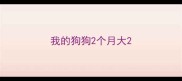 我的狗狗2个月大