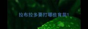 拉布拉多要打哪些育苗