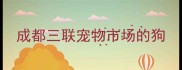 成都三联宠物市场的狗