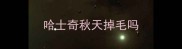 哈士奇秋天掉毛吗