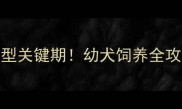 比熊犬3-6月龄体型定型关键期幼犬饲养全攻略附成长对比图