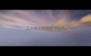 几个月大的狗狗可以教