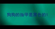 狗狗的指甲是黑色的