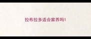 拉布拉多适合家养吗