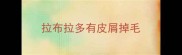 拉布拉多有皮屑掉毛
