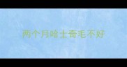 两个月哈士奇毛不好