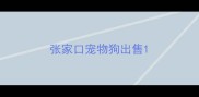 张家口宠物狗出售