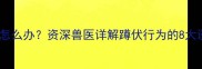 猫咪蹲着不吃饭怎么办资深兽医详解蹲伏行为的8大诱因与应对指南