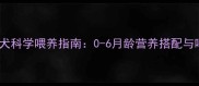 拉布拉多幼犬科学喂养指南0-6月龄营养搭配与喂养要点全