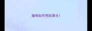 猫咪如何预防鼻支