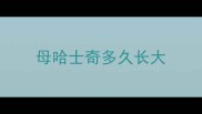 母哈士奇多久长大