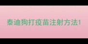 泰迪狗打疫苗注射方法
