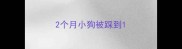 2个月小狗被踩到