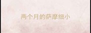 两个月的萨摩细小