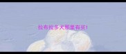 拉布拉多犬那里有买