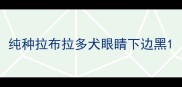 纯种拉布拉多犬眼睛下边黑