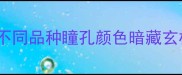 猫咪眼色鉴别全攻略不同品种瞳孔颜色暗藏玄机养猫人必看养猫指南